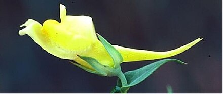 Note the long spur of the above flower. Spurs attract pollinators and confer pollinator specificity. (Flower: Linaria dalmatica)
