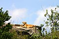 Lioness-in-the-Serengeti.JPG