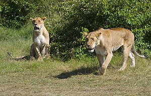 Panthera Leo: Nome y etimoloxía, Morfoloxía, Bioloxía y comportamientu