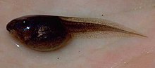 Tadpole Litoria caerulea05.jpg