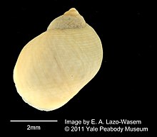 Littorina ventricosa (YPM IZ 050969).jpeg