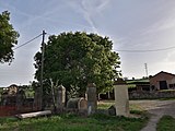 Lledoner de Can Llobet - Santa Perpètua de Mogoda.