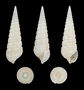 Longchaeus turritus, shell, adult