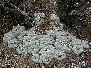 Lophophora williamsii


LC - least concern (ei trüüwet)