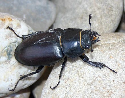 Сонник жук большой. Жук-олень (Lucanus Cervus). Жук Кравчик личинка. Японский Жук Рогач.