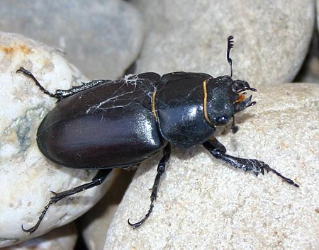 Tập_tin:Lucanus-cervus-femininum.jpg