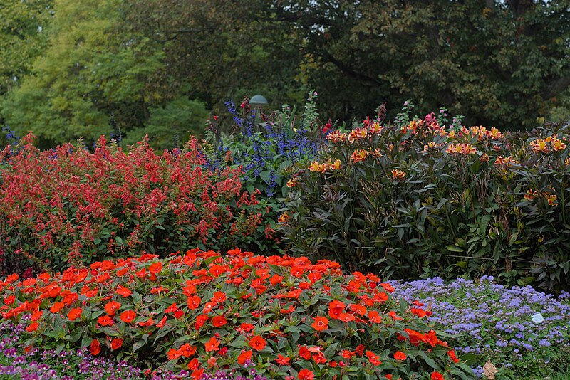 File:Lund botanical garden flowers.jpg