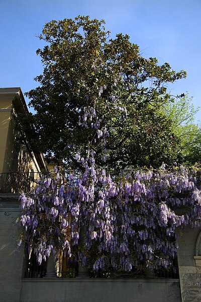 File:Lungarno diaz 4, giardino di palazzo malenchini con glicine in fiore 02.jpg