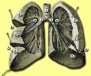 Lungs anatomy.png