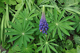 Lupinus (Lupin)