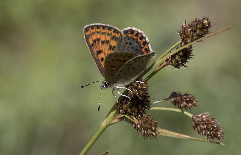 File:Lycaena tityrus - İslibakır 26.jpg