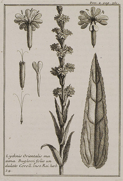 File:Lychnis Orientalis maxima Buglossi folio undulato Coroll Inst Rei herb 24 - Tournefort Joseph Pitton De - 1717.jpg