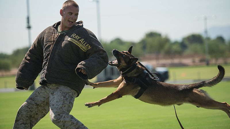 File:MAGTF wows crowd at Marine Week Phoenix 150911-M-GB581-001.jpg