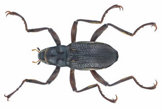 Macronychini Tribe of beetles