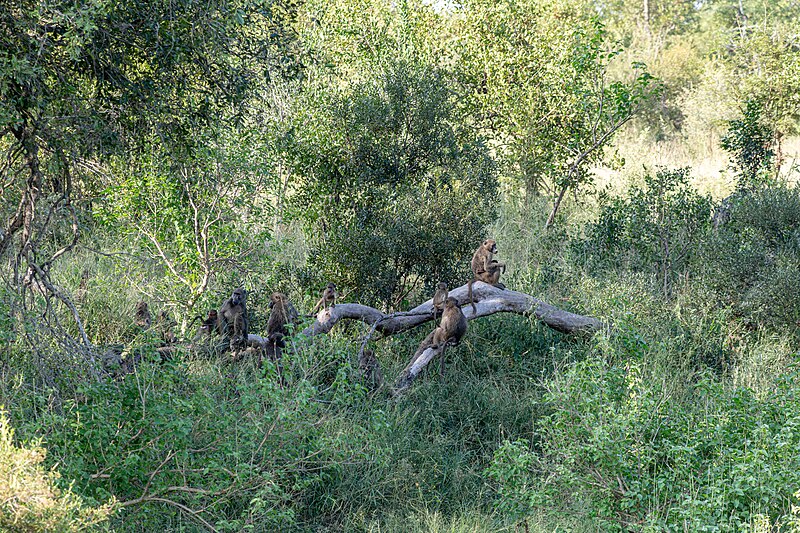 File:Makalali Game Reserve (ZA), Makhutswi Valley, Paviane -- 2024 -- 1056.jpg