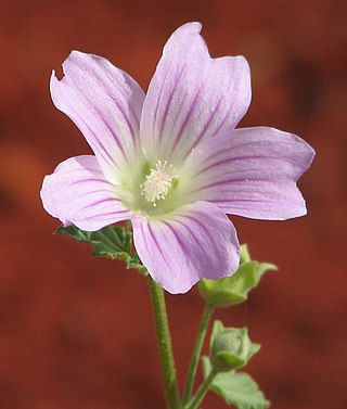 <i>Malva preissiana</i> Species of flowering plant