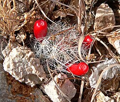 with red fruits