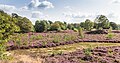 Bloeiende heide (Mandefjild natuurgebied bij Bakkeveen).