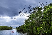 Mangroves in Lobo, Batangas established as an "Eco-Park" for local recreation and nature conservation. Mangrove Ecopark.jpg