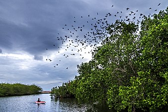 Freshwater Swamp Forests – Forest Types Around the World - WorldAtlas