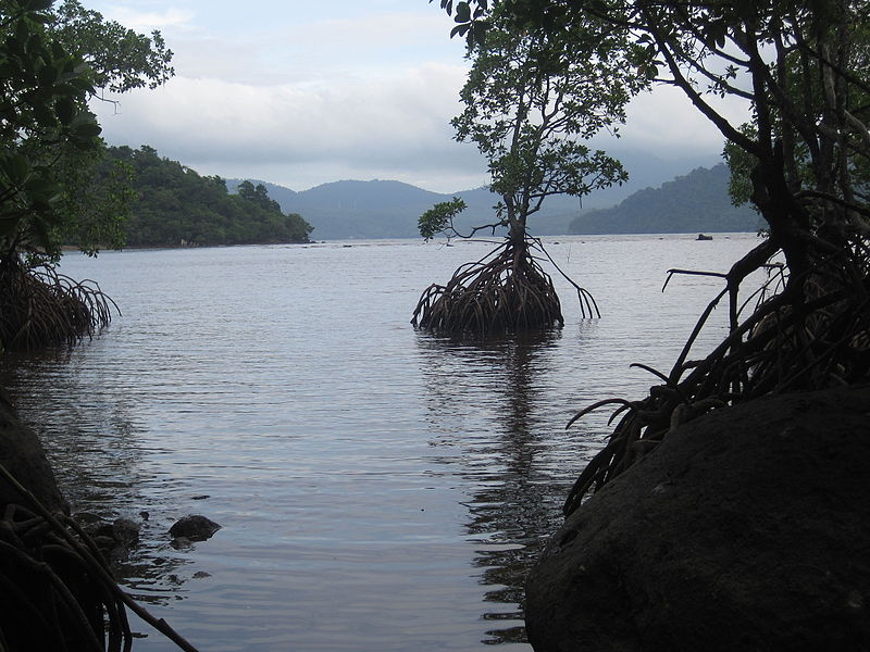 File:Mangroves in Pulau Weh (8217722738).jpg