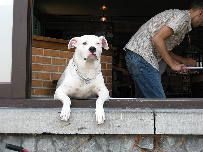 File:Mariembourg dog in window of café.JPG