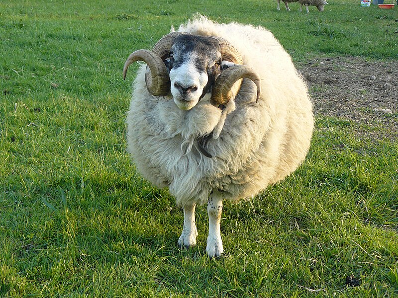 File:Mars, Scottish Blackface Bock, 8 Jahre alt.JPG