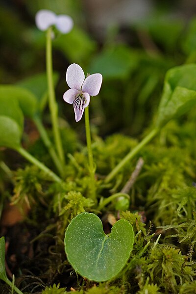 File:Marsh Violet 218519527972.jpg