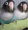 Masked lovebirds (blue colour mutation)