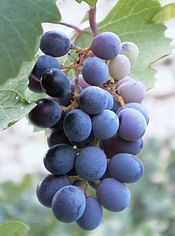 Harvested Mavro grapes Mavro.jpg