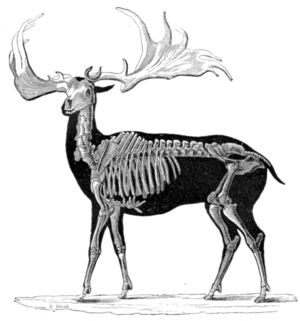 Megaloceros 1856.png