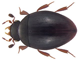 <i>Megasternum concinnum</i> Species of beetle
