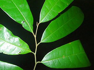 <i>Meiocarpidium lepidotum</i> Species of plant in the family Annonaceae