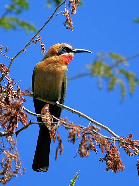 Merops bullockoides