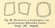 Vignette pour Mesocenaceae