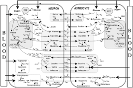 November 3: Major metabolic interactions betwen astrocytes and neurons.