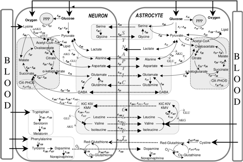File:Metabolic interactions between astrocytes and neurons with major reactions.png