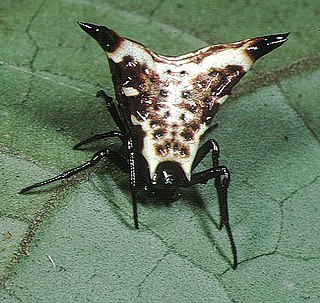 <i>Micrathena lucasi</i> Species of spider