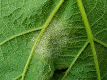 Fotografia che mostra i sintomi della peronospora della vite su una foglia.