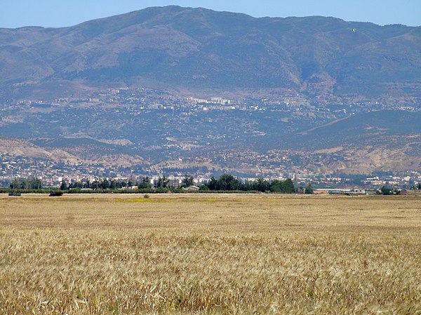 Wheat field in Miliana, Algeria