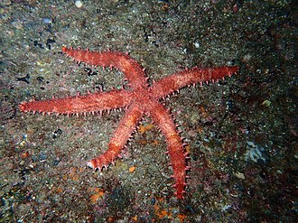 Mithrodia bradleyi in the Gulf of California Mithrodia bradleyi.jpg