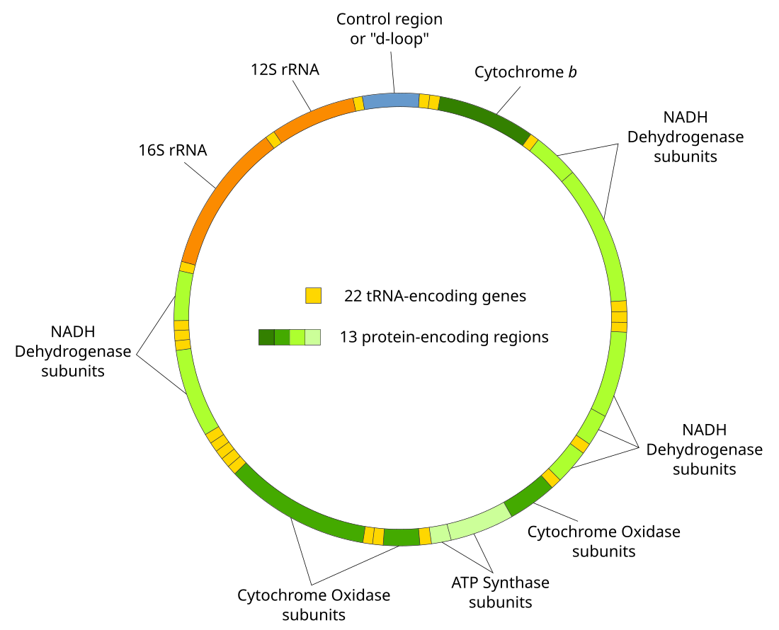 Mitohondrijska DNK