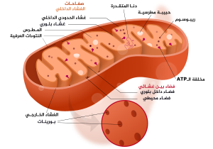 Mitochondrion structure ar.svg