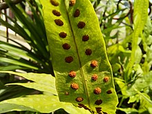 Close-up of a monarch fern sorus, showing its sporangium Monarch fern sori.jpeg