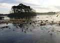 Monikie reservoir - geograph.org.uk - 679988.jpg