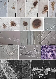 <i>Niesslia</i> Genus of fungi