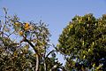 moodjars, christmas tree or Nuytsia floribunda