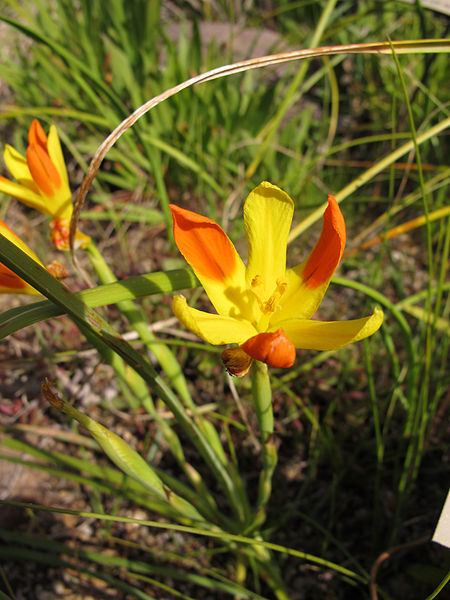 File:Moraea elegans (5529905380).jpg