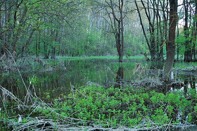 Freshwater swamp forest - Wikipedia