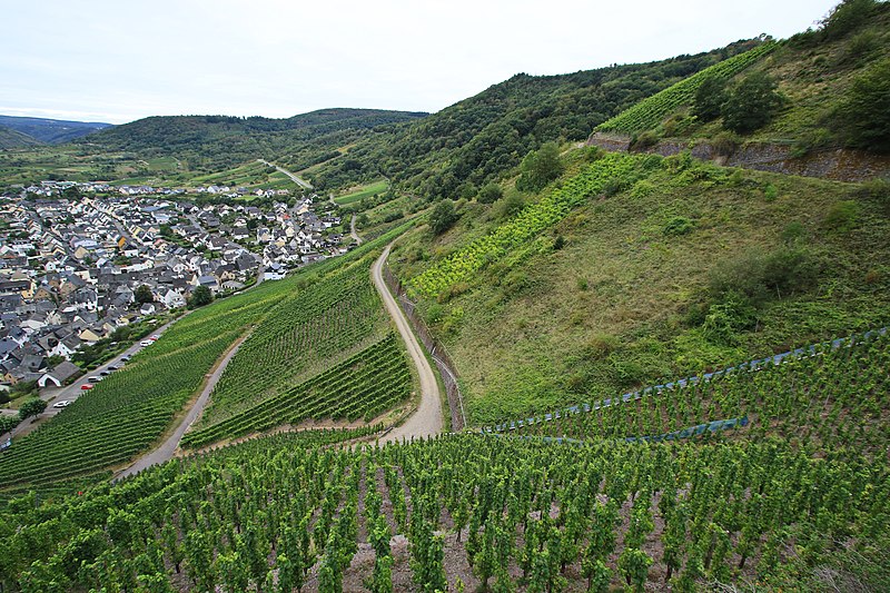 File:Moselgebiet bei Bremm (Mosel) in Rhreinland-Pfalz 2H1A0574WI.jpg